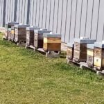 Eco Mermoz - Actions menées ruches lycée